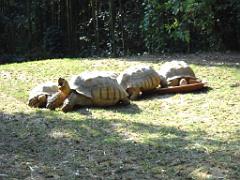 149 BIO PARC DE DOUE LA FONTAINE 5- 2016_000047
